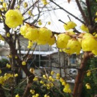 shunbo